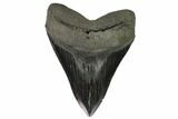 Massive, Fossil Megalodon Tooth - South Carolina #125532-1